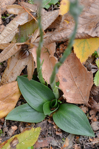 Spiranthes spiralis