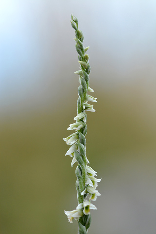 Spiranthes spiralis