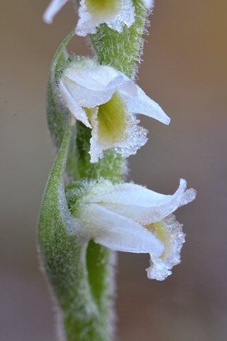 Spiranthes spiralis