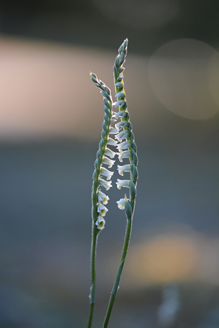 Spiranthes spiralis