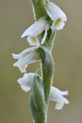 Spiranthes spiralis