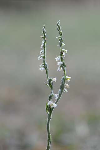 Spiranthes spiralis