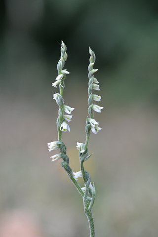 Spiranthes spiralis