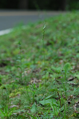 Spiranthes tuberosa