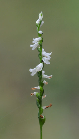 Spiranthes tuberosa