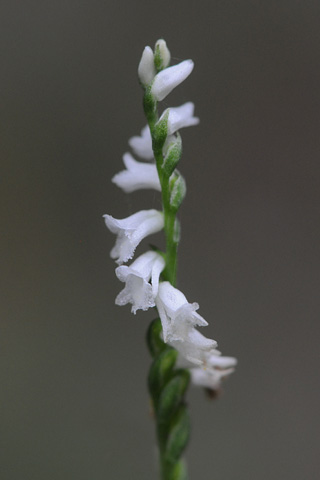 Spiranthes tuberosa