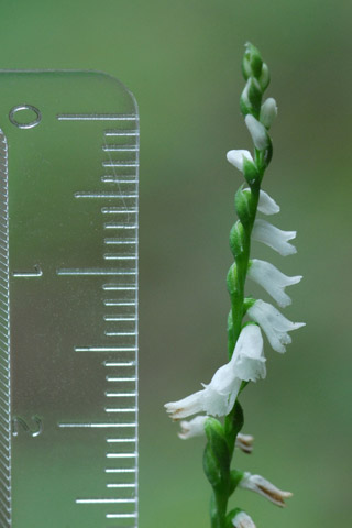 Spiranthes tuberosa