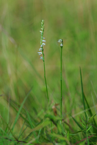 Spiranthes vernalis