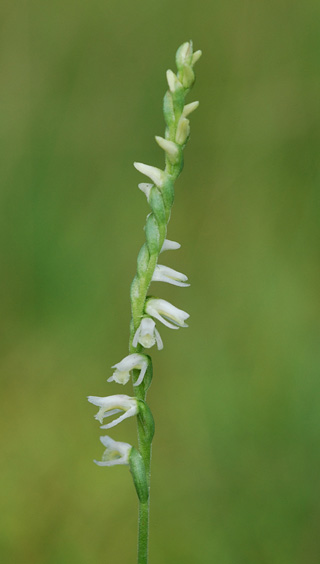 Spiranthes vernalis