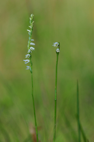 Spiranthes vernalis