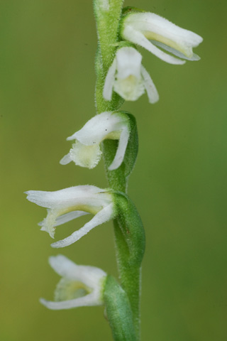 Spiranthes vernalis