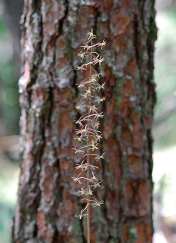 Tipularia discolor