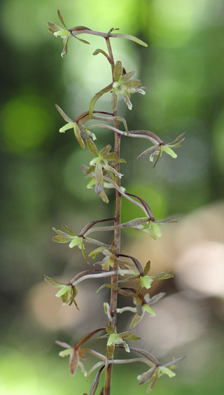 Tipularia discolor