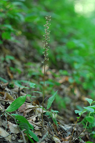 Tipularia discolor