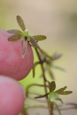 Tipularia discolor