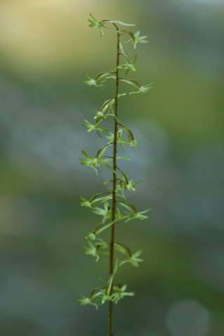 Tipularia discolor