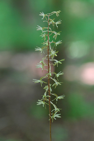 Tipularia discolor