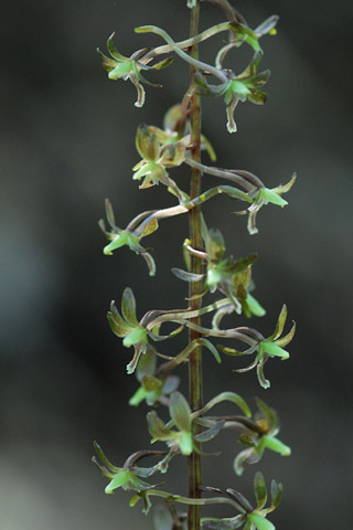 Tipularia discolor