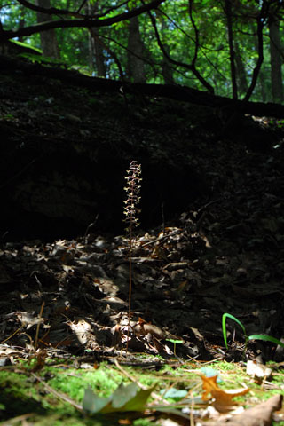 Tipularia discolor