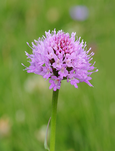 Traunsteinera globosa