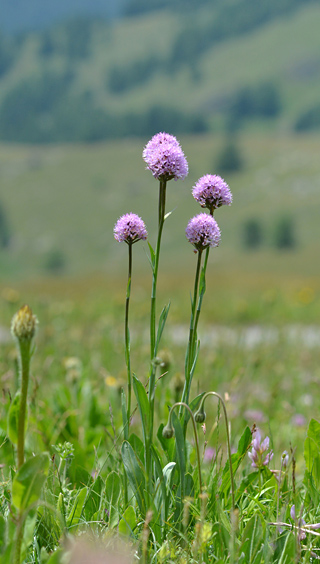 Traunsteinera globosa