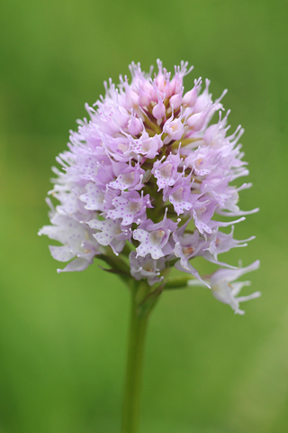 Traunsteinera globosa