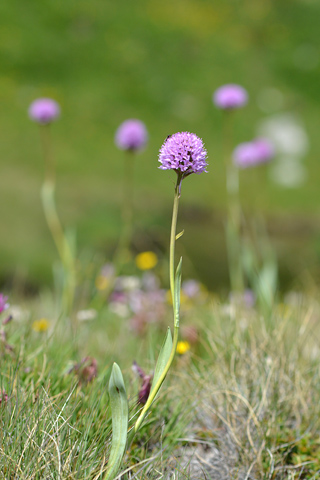 Traunsteinera globosa