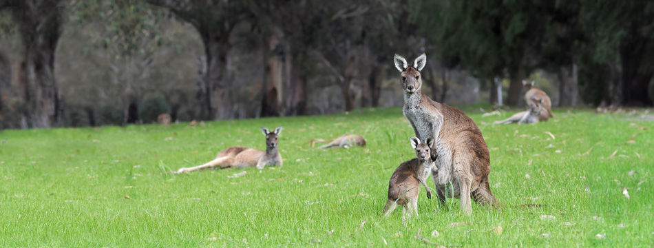 Australie