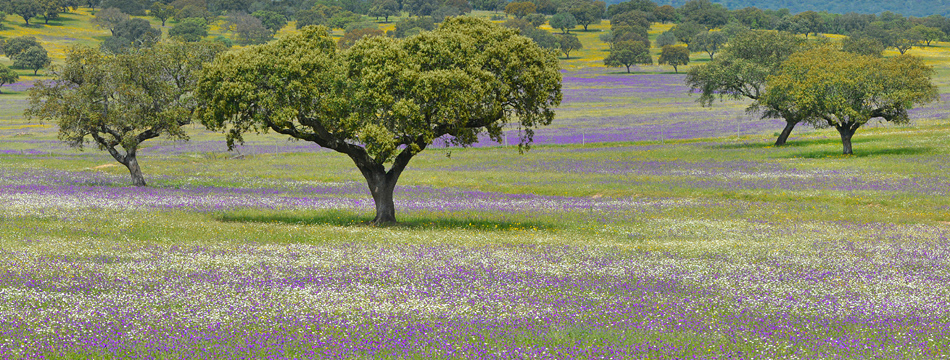 Paysage rural typique de l'Alentejo (Beja)