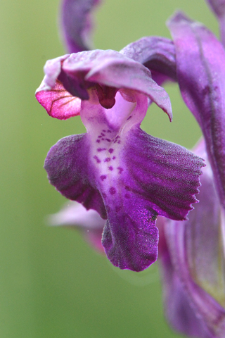 Anacamptis coriophora x morio