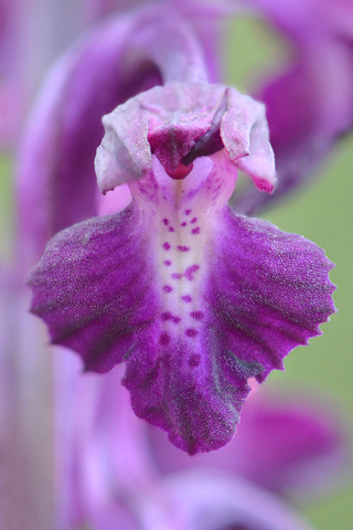 Anacamptis coriophora x morio