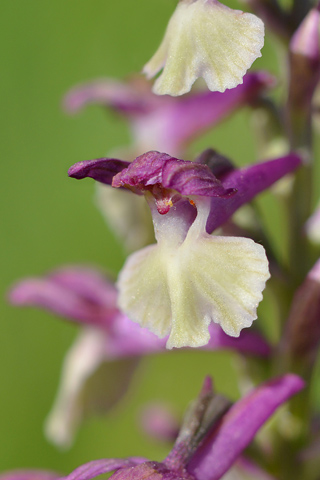 Anacamptis coriophora x morio