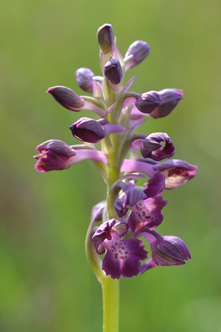  Anacamptis fragrans x morio