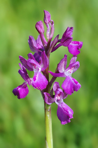 Anacamptis laxiflora x morio