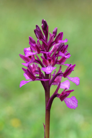 Anacamptis morio x papilionacea