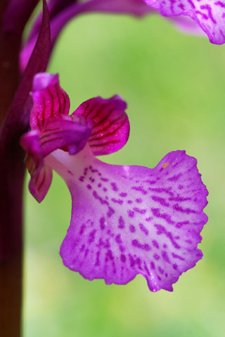 Anacamptis morio x papilionacea