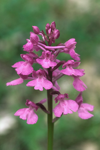 Anacamptis morio x pyramidalis