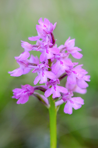 Anacamptis morio x pyramidalis