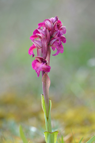 Anacamptis morio x Serapias vomeracea