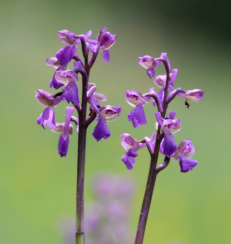 Anacamptis morio