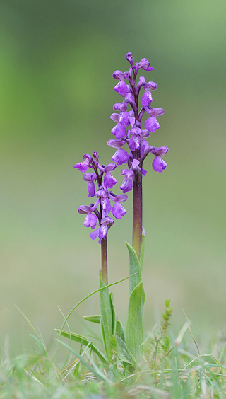 Anacamptis morio