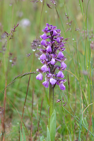 Anacamptis morio