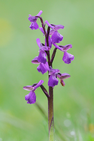 Anacamptis morio