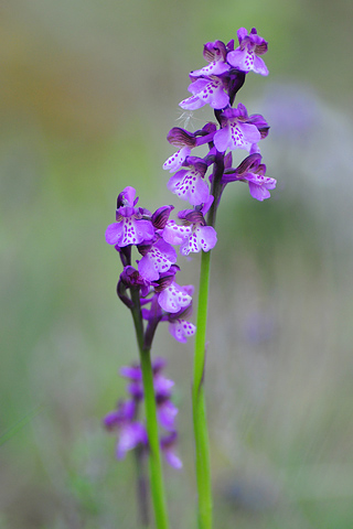 Anacamptis morio