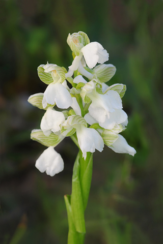 Anacamptis morio