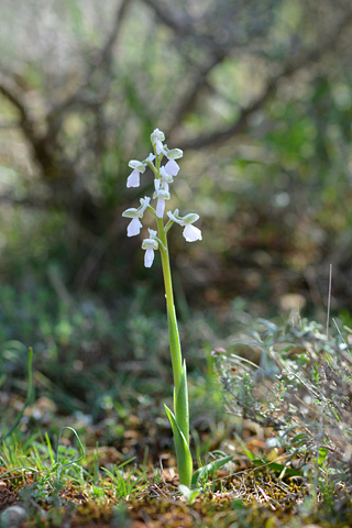 Anacamptis morio