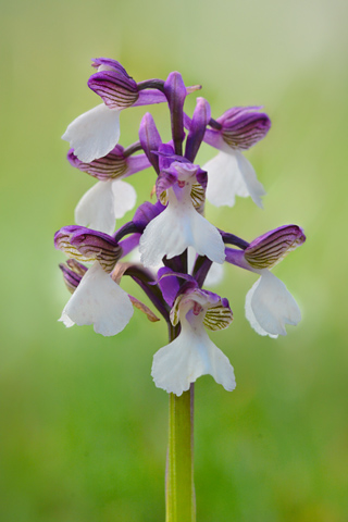 Anacamptis morio