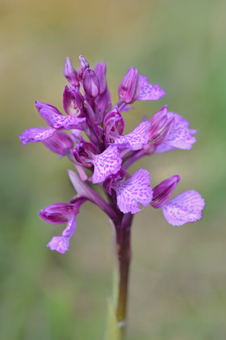 Anacamptis morio x papilionacea