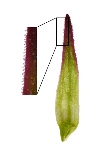 Gymnadenia buschmanniae