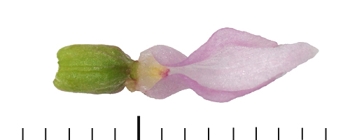 Gymnadenia lithopolitanica